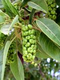 Phytolacca dioica. Незрелое соплодие и листья. Испания, Каталония, г. Барселона, сквер возле набережной. 23.06.2012.