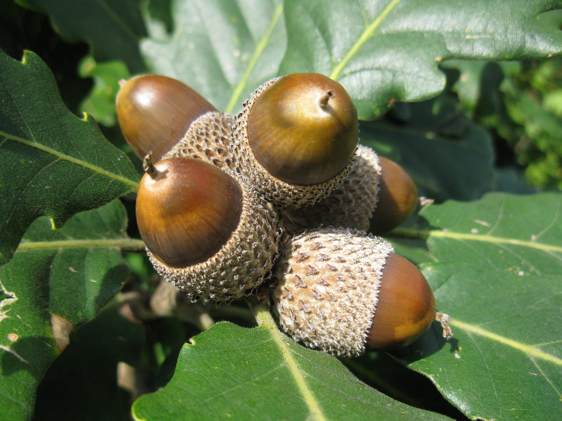 Image of Quercus macranthera specimen.