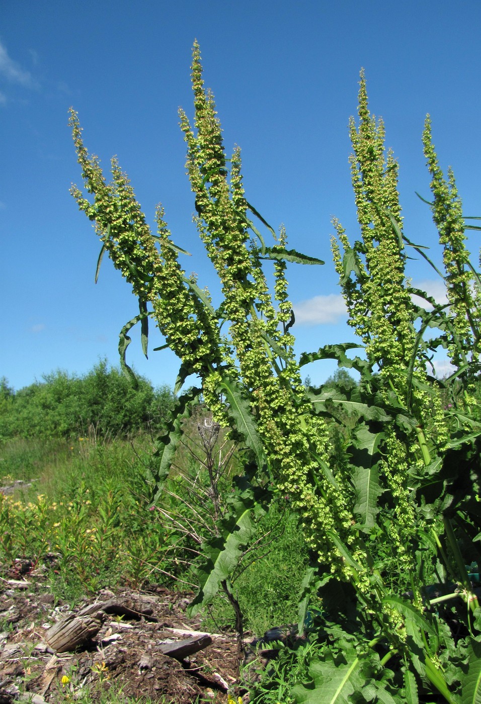 Изображение особи Rumex longifolius.