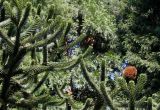 Araucaria araucana