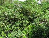 Pittosporum tobira. Часть кроны плодоносящего дерева. Испания, Каталония, Жирона, Тосса-де-Мар, верхняя часть города. 24.06.2012.