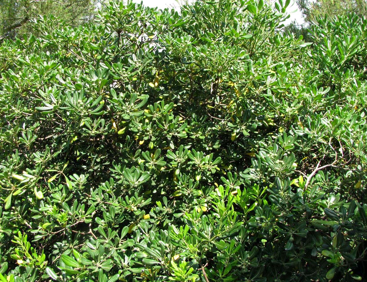 Image of Pittosporum tobira specimen.