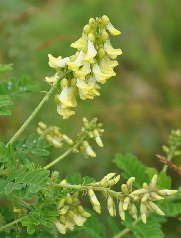 Изображение особи Astragalus membranaceus.