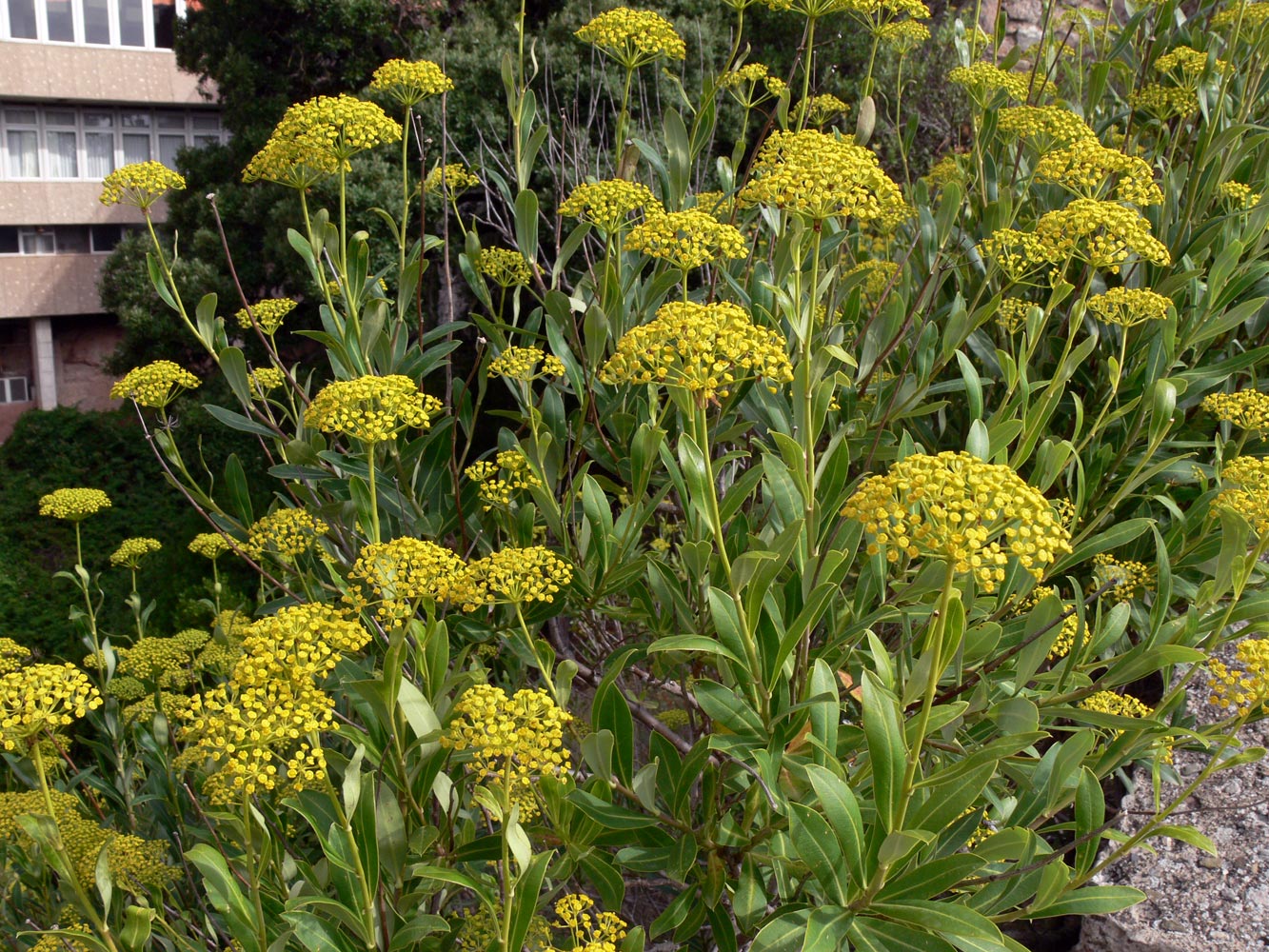 Image of Bupleurum fruticosum specimen.