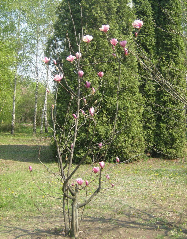 Image of Magnolia &times; soulangeana specimen.