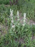 Phlomoides kirghisorum