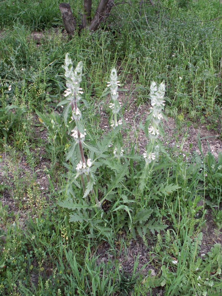 Изображение особи Phlomoides kirghisorum.