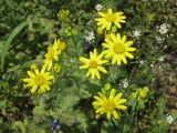 Senecio vernalis. Соцветия. Украина, г. Запорожье, ниже Малого рынка, возле Прибрежной магистрали. 26.04.2009.