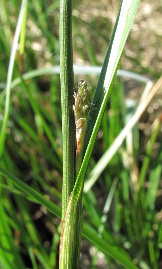 Изображение особи Eriophorum angustifolium.