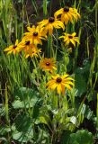 Rudbeckia hirta. Цветущее растение. Московская обл., Истринский р-н, Павловская слобода. 19.07.2007.