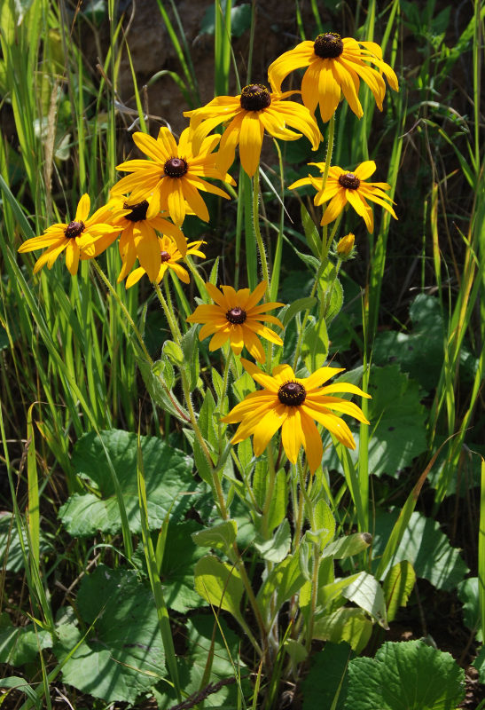 Image of Rudbeckia hirta specimen.