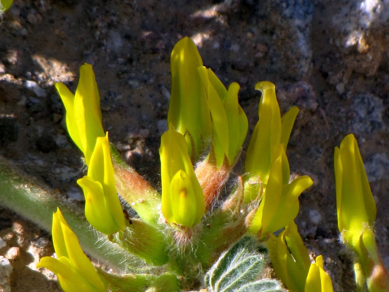 Изображение особи Astragalus sparsus.