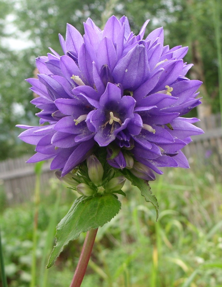 Image of Campanula glomerata specimen.