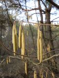 Corylus avellana. Ветвь с мужскими соцветиями. Украина, Киевская обл., Киево-Святошинский р-н, окр. с. Тарасовка, сосняк. 30.03.2011.