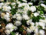 Ageratum houstonianum. Верхушки растений с соцветиями (белоцветковая форма). Хорватия, Истрия, г. Пореч, набережная, цветник вдоль дороги. 06.09.2012.