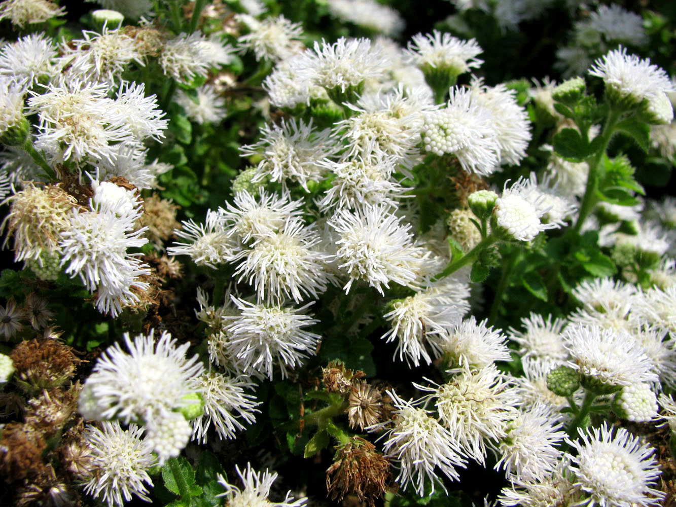 Image of Ageratum houstonianum specimen.