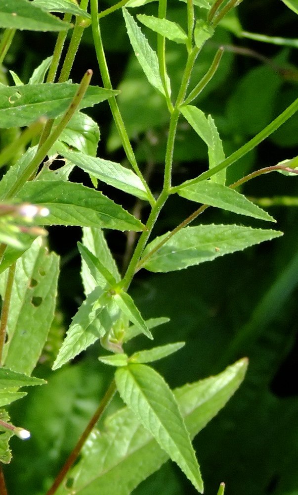 Изображение особи Epilobium maximowiczii.