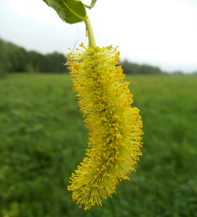 Image of Salix pentandra specimen.