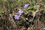 Viola rupestris