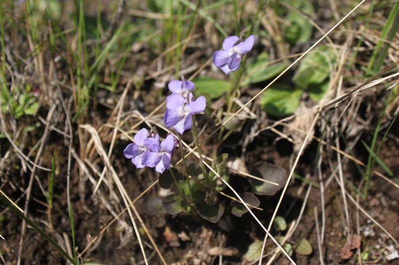 Изображение особи Viola rupestris.