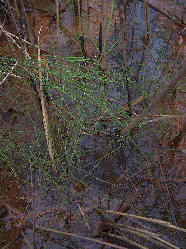 Изображение особи Equisetum palustre.