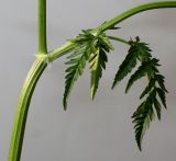 Anthriscus sylvestris. Средняя часть стебля с основанием листа и выходящим из его пазухи боковым побегом. Германия, г. Кемпен, у дороги. 09.05.2013.