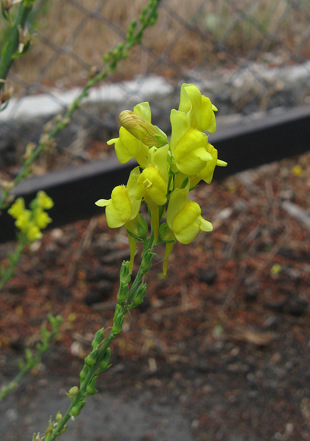 Изображение особи Linaria genistifolia.