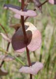 Lepidium perfoliatum. Часть побега. Украина, г. Запорожье, балка возле пос. Солнечный. 02.06.2013.