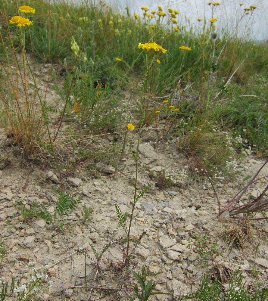 Изображение особи Tanacetum sclerophyllum.