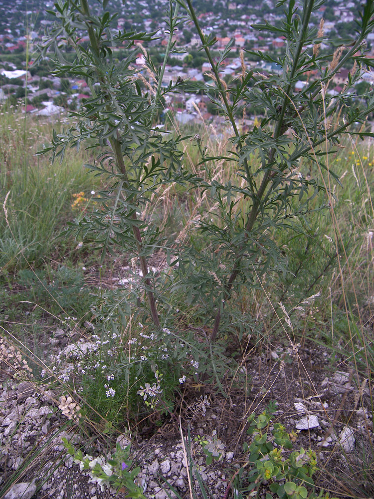 Image of Centaurea stoebe specimen.