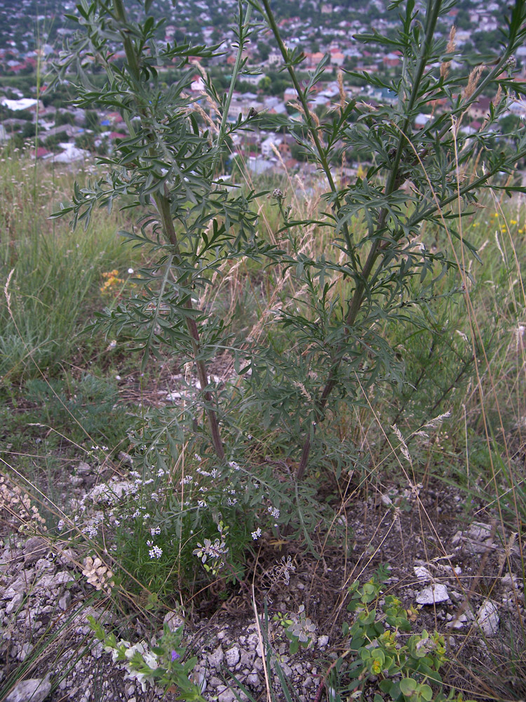 Изображение особи Centaurea stoebe.