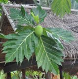 Artocarpus altilis. Верхушка ветви с незрелым плодом. Таиланд, остров Тао. 26.06.2013.