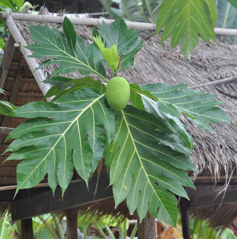 Image of Artocarpus altilis specimen.