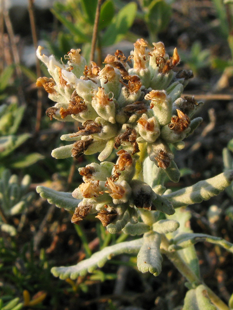 Изображение особи Teucrium capitatum.