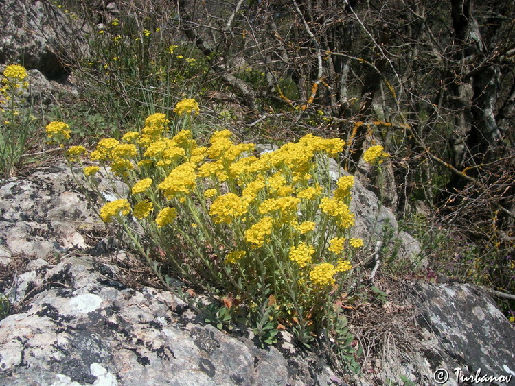 Image of Alyssum trichostachyum specimen.