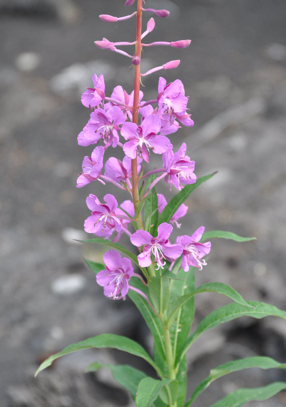 Image of Chamaenerion angustifolium specimen.