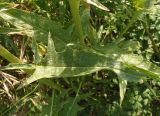 Bunias orientalis. Листья. Крым, Симферополь, Петровские скалы. 14.06.2013.