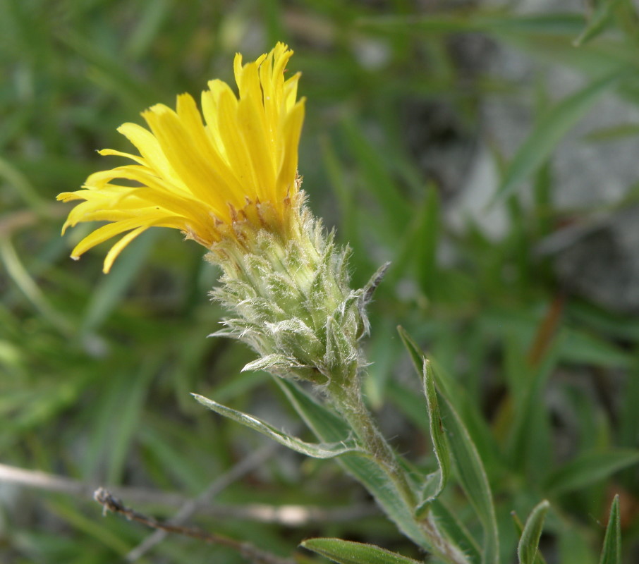 Изображение особи Inula ensifolia.