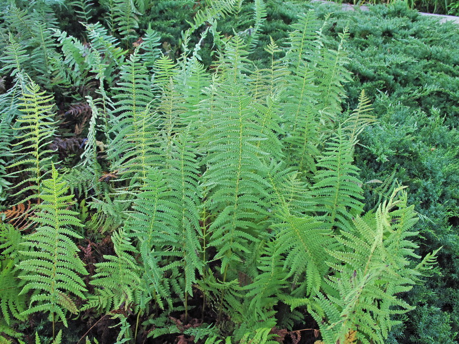 Image of Thelypteris palustris var. pubescens specimen.