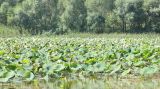 Nelumbo caspica