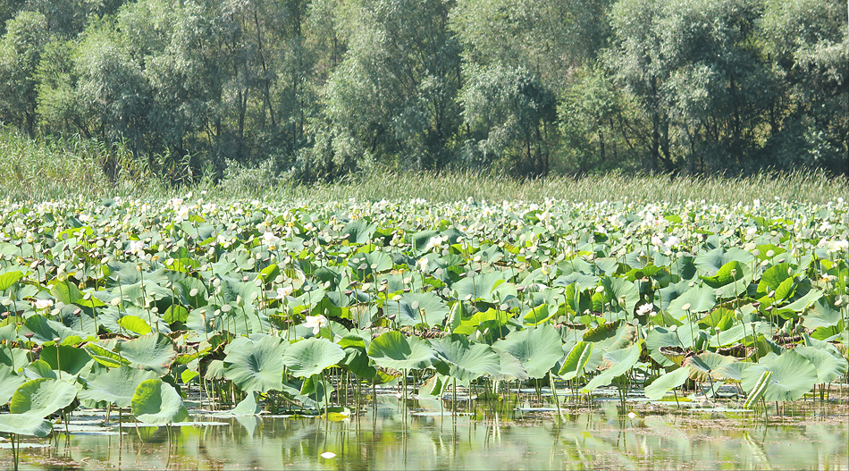 Изображение особи Nelumbo caspica.