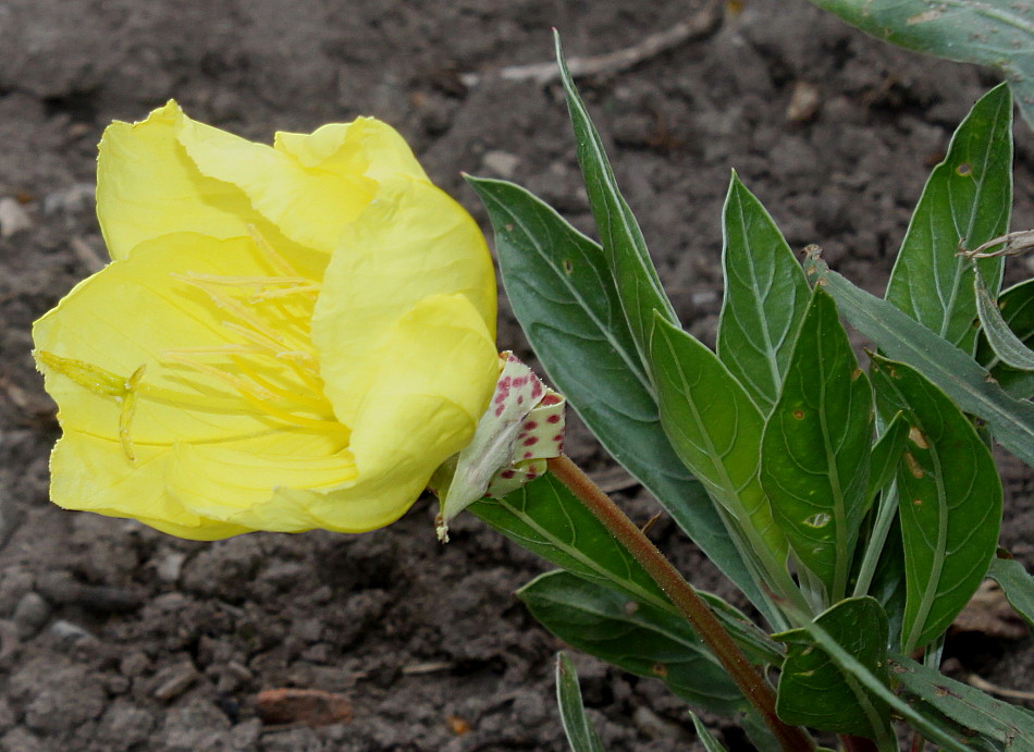 Изображение особи Oenothera macrocarpa.