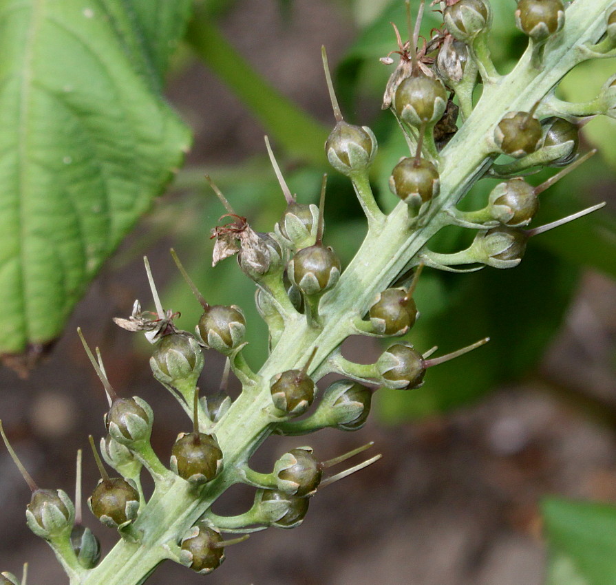 Изображение особи Lysimachia ephemerum.