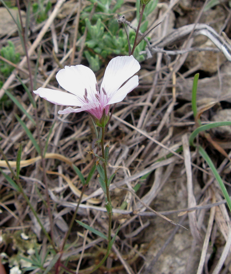 Image of Linum tenuifolium specimen.