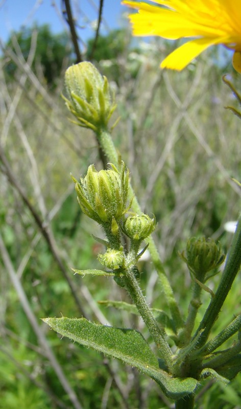 Image of Picris hieracioides specimen.