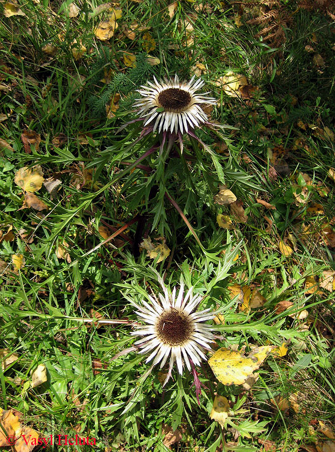 Изображение особи Carlina acaulis.