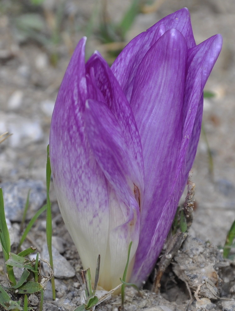 Изображение особи Colchicum bivonae.