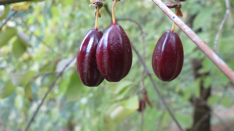 Image of Cornus mas specimen.