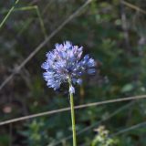 Allium caeruleum. Соцветие. Юго-восточный Казахстан, хр. Кетмень, ущ. р. Малый Дардамты, 1800 м н.у.м. 04.07.2013.