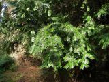 Cephalotaxus harringtonia